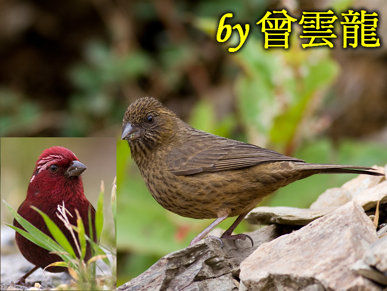Taiwan Rosefinch